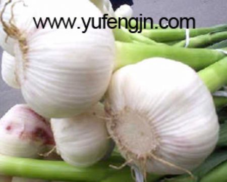 Chinese Garlic